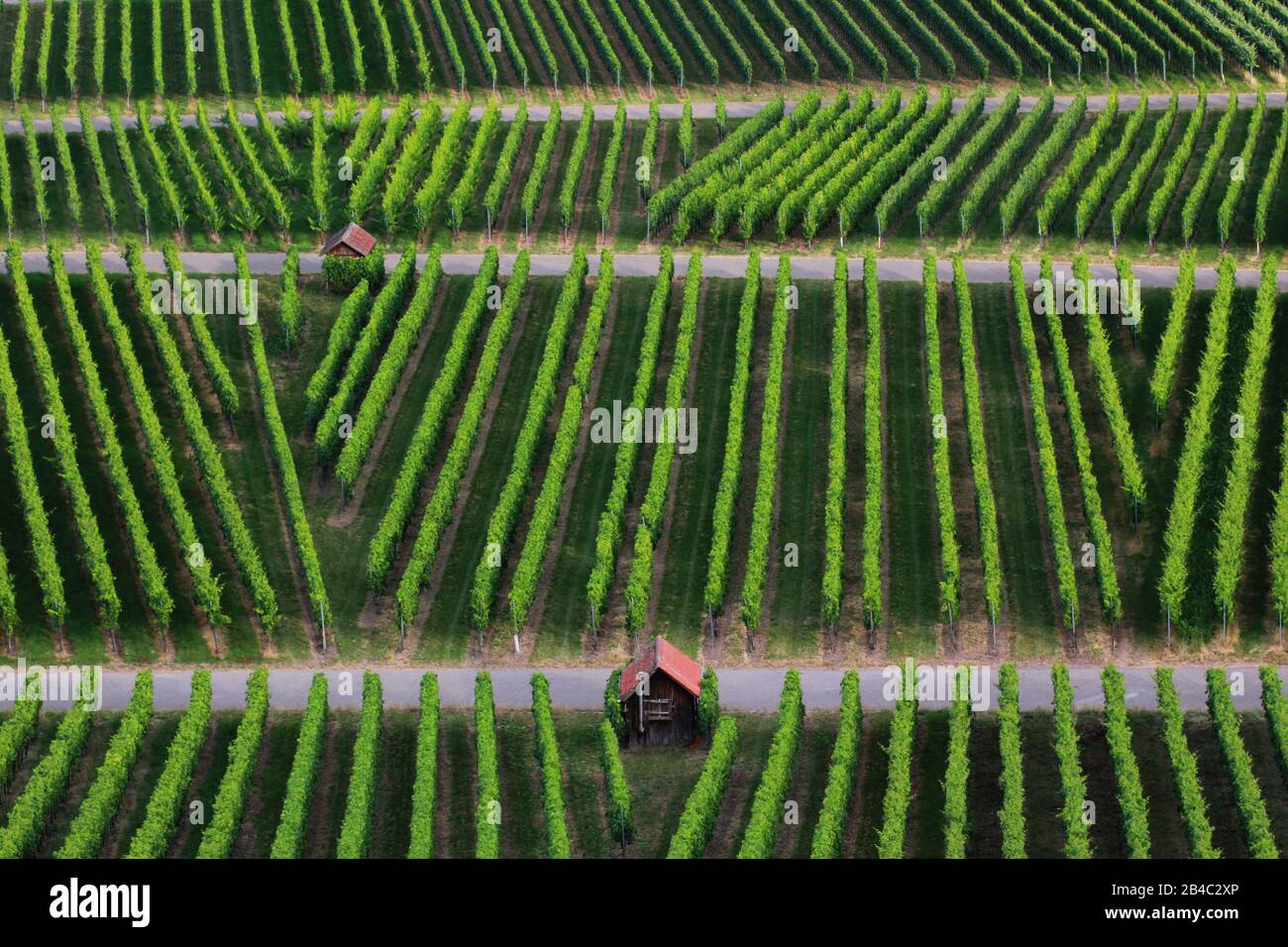 Wein Trauben am Weinstock Stockfoto