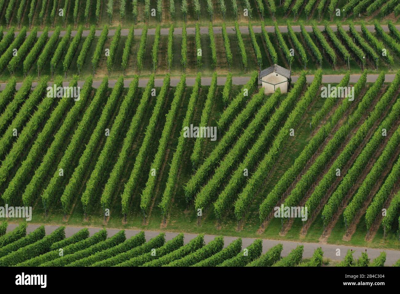Wein Trauben am Weinstock Stockfoto
