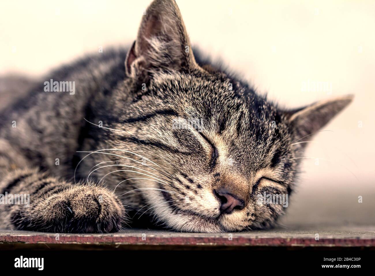 Faul gestreifte Katze zur Festlegung und Schlafen im Freien Stockfoto