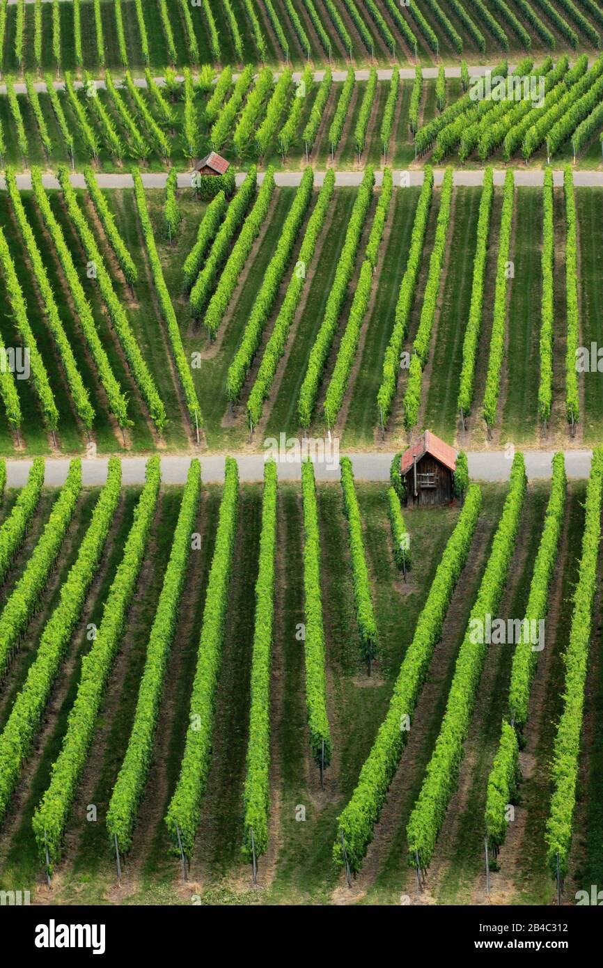 Wein Trauben am Weinstock Stockfoto