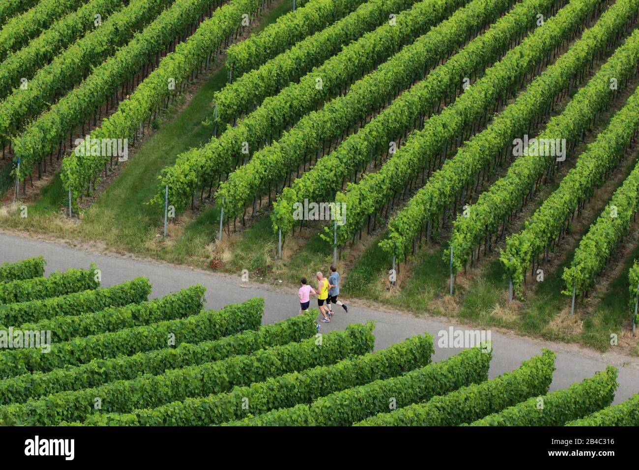 Wein Trauben am Weinstock Stockfoto