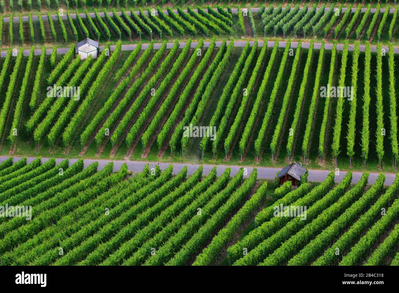 Wein Trauben am Weinstock Stockfoto