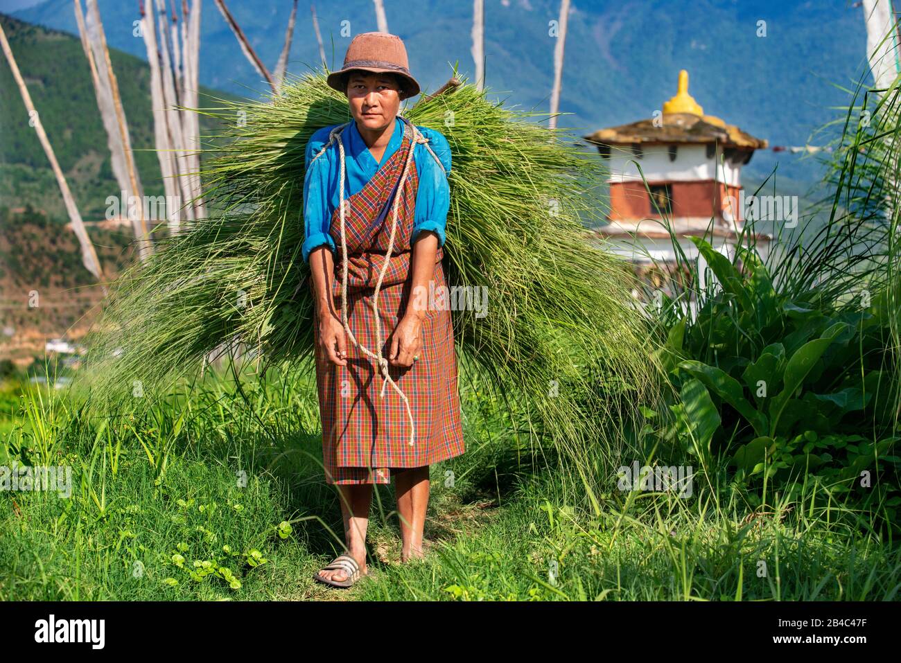 Lobesa-Dorf Punakha Bhutan EINE erwerbstätige Frau lädt riesige Mengen Gras Stockfoto