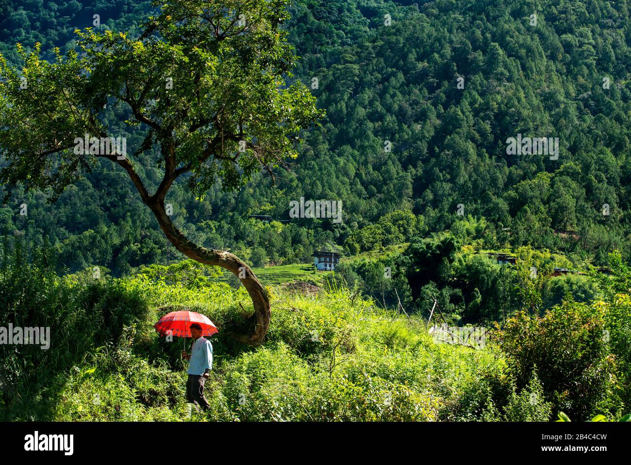 Bauer mit rotem Regenschirm in Wangdue Phodrang Punakha Tal Bhutan. Stockfoto