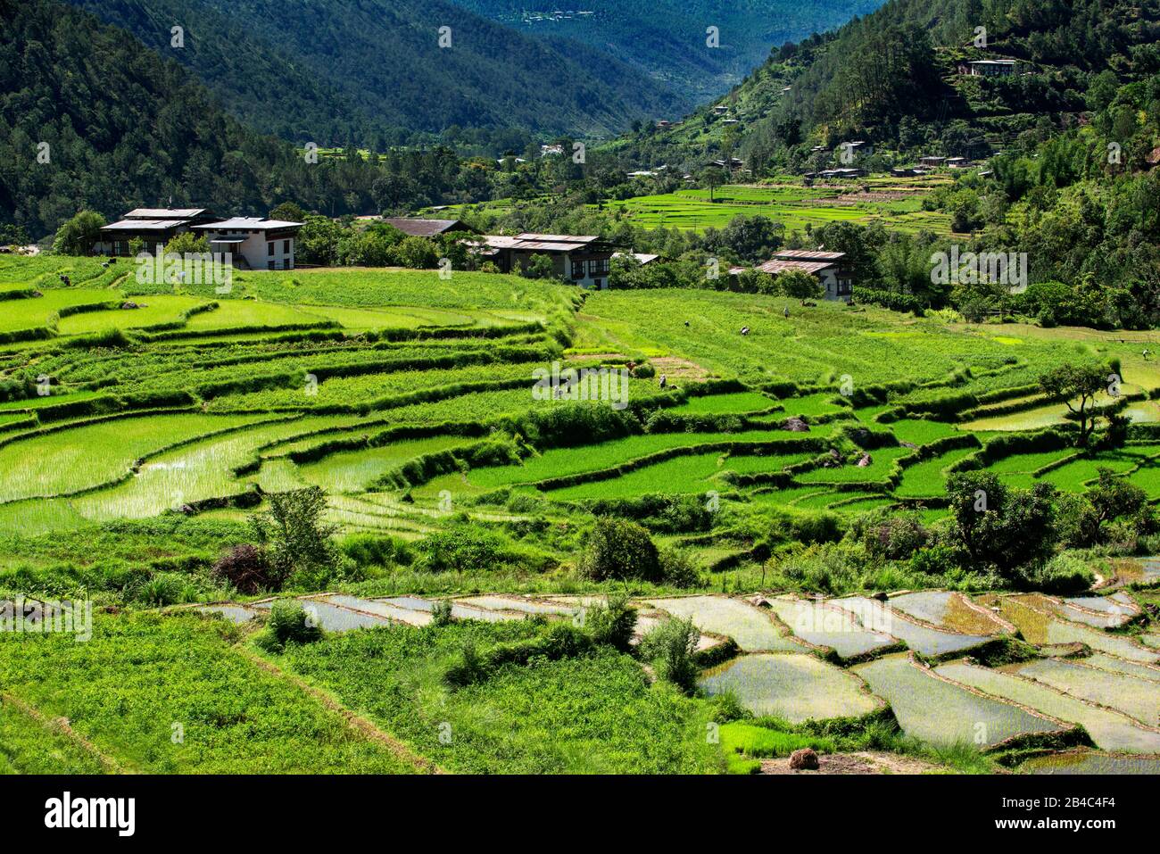 Panoramablick auf das Tal von Lobesa in Richtung Wangdue Phodrang Punakha Tal Bhutan. Stockfoto