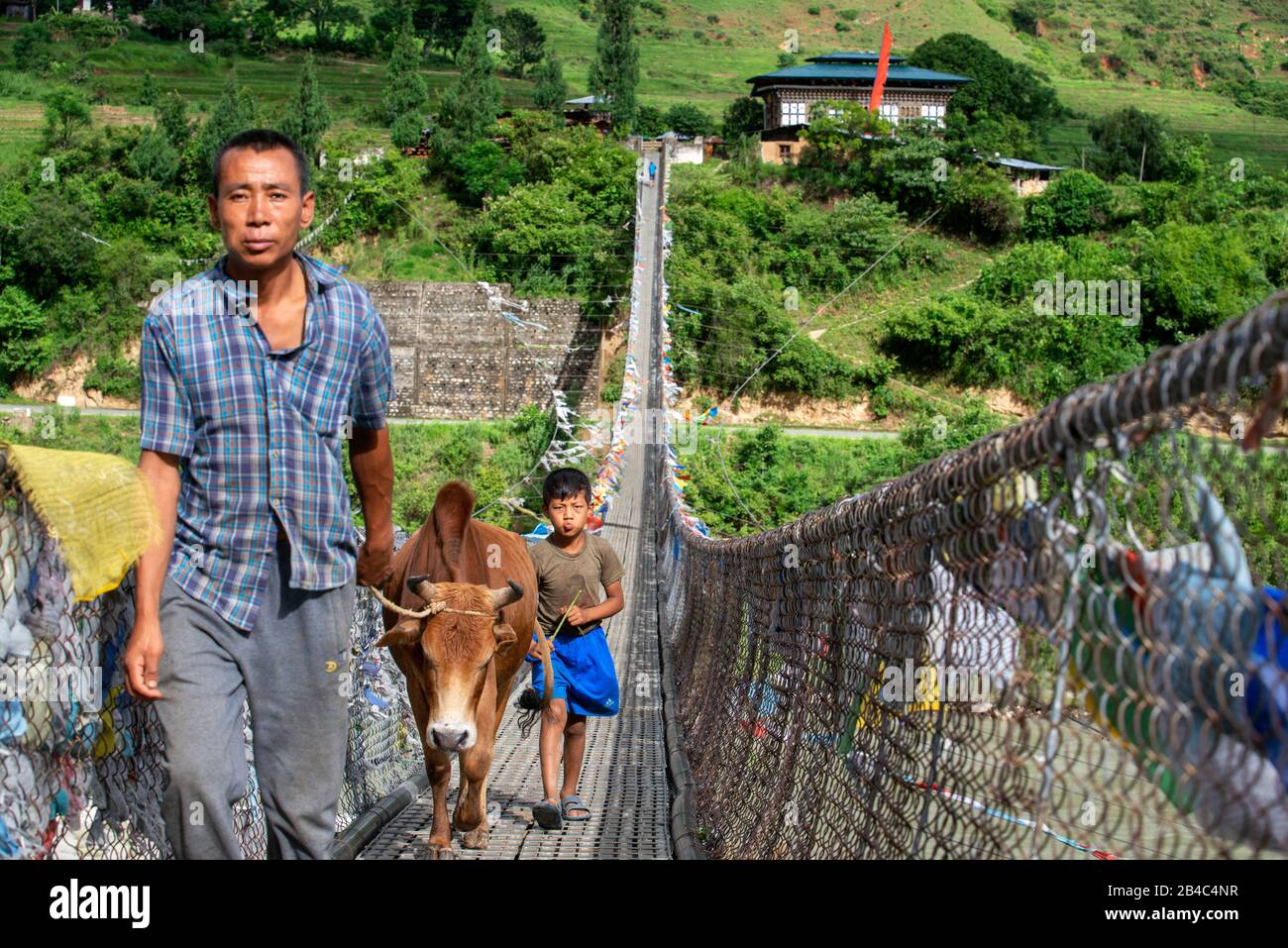 Bauer mit einer Kuh und seinem Sohn, der die Punakha Suspension Bridge ar Pho Chu überquert, und dem Mochu weiblichen Fluss Punakha Bhutan Stockfoto