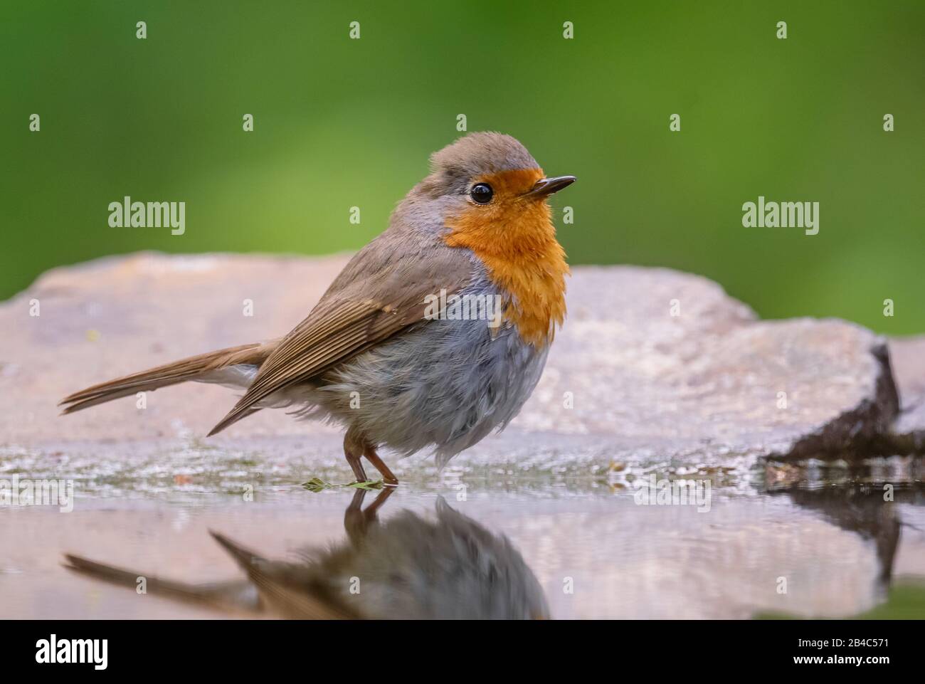 European Robin - Erithacus rubecula, schöner rot reihender Perchvogel aus europäischen Gärten und Waldgebieten, Hortobagy, Ungarn. Stockfoto