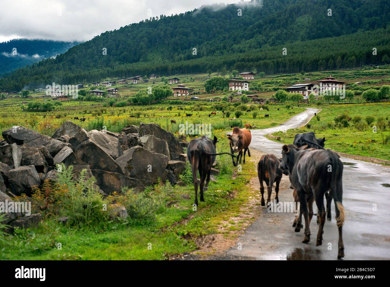Kühe und Bauern in der Nähe von Gangtey Village, Phobjikha Valley, Westbhutan, Asien Stockfoto