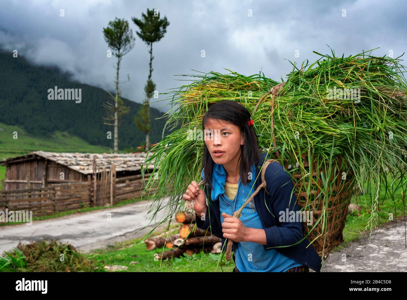 Gangtey Village, Phobjikha Valley, Westbhutan, Asien. Eine berufstätige Frau lädt große Mengen Gras Stockfoto