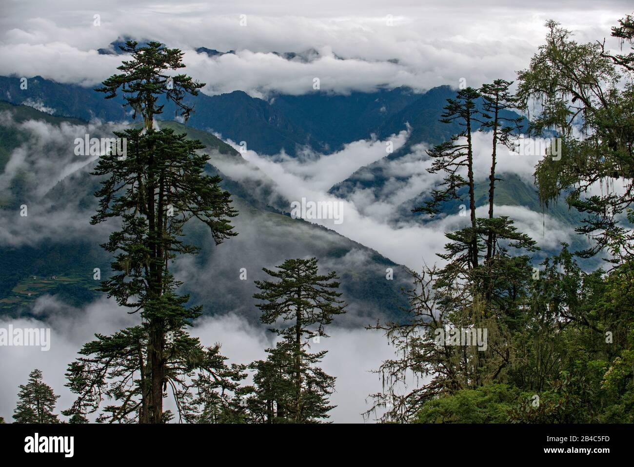 Nebelwolke verhüllte Waldlandschaft in der Nähe von Yotong La Pass, Yotongla Pass, Bumthang District, Bhutan Stockfoto