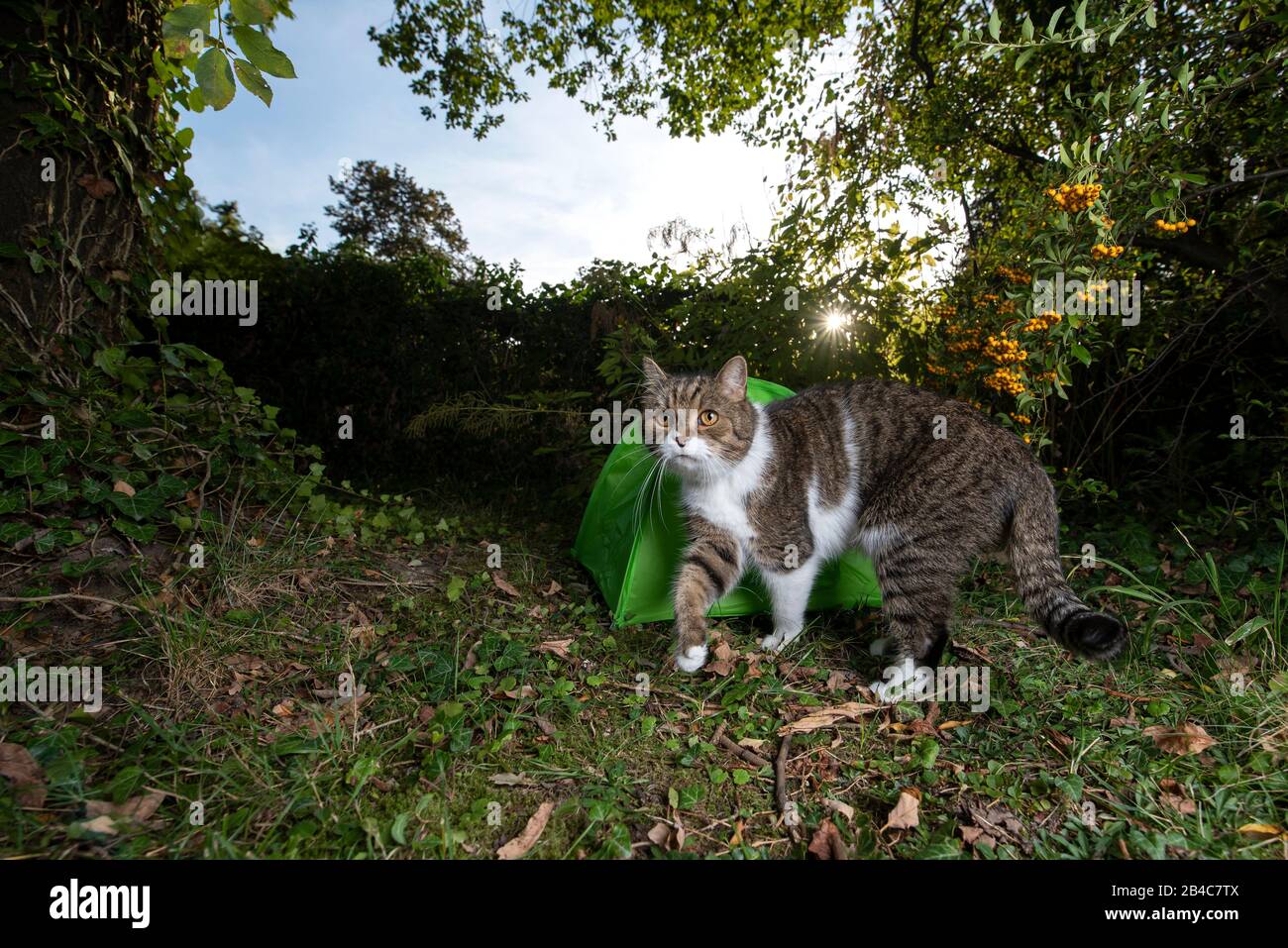 Tabby weiße britische Kurzhaarkatze, die vor einem grünen Mini-Zelt draußen in der Natur spazieren geht und nach vorne blickt Stockfoto