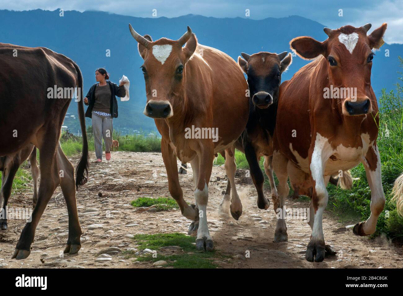 Kühe im Paro Valley mit Reisfeldern, Die Tiere in der Nähe des Paro Chhu River Bhutan Bewirtschaften. Stockfoto