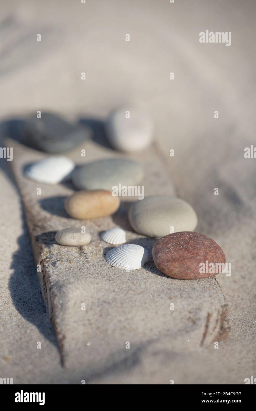 Kieselsammlung auf einem Stück Treibholz im Sand an einem sonnigen Tag Stockfoto