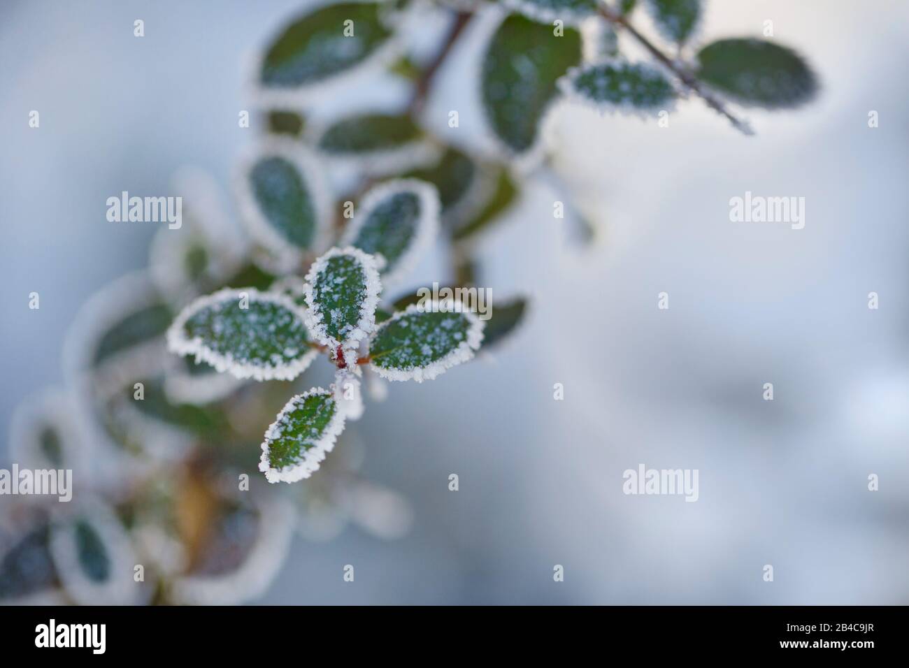 Kleine grüne Blätter mit Hochfrost an einem kalten Wintertag Stockfoto