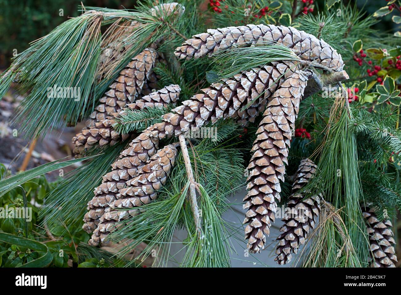 Riesige Kiefernzapfen im Winter Stockfoto