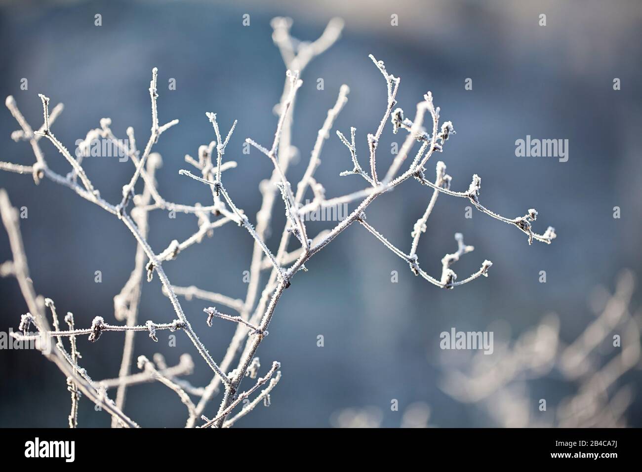 Heikle Zweige, die an einem kalten Wintermorgen mit Hoarfrost bedeckt sind, akroos ein verschwommener Hintergrund Stockfoto