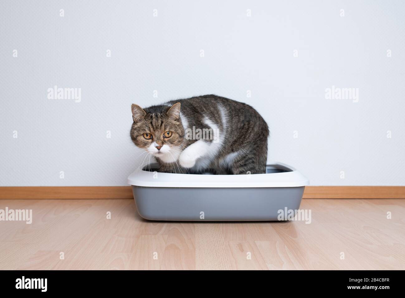 Seitenansicht einer tabby-britischen Kurzhaarkatze mit einem Katzenstreißkasten vor der weißen Wand mit nach vorne blickenden Kopierräumen Stockfoto