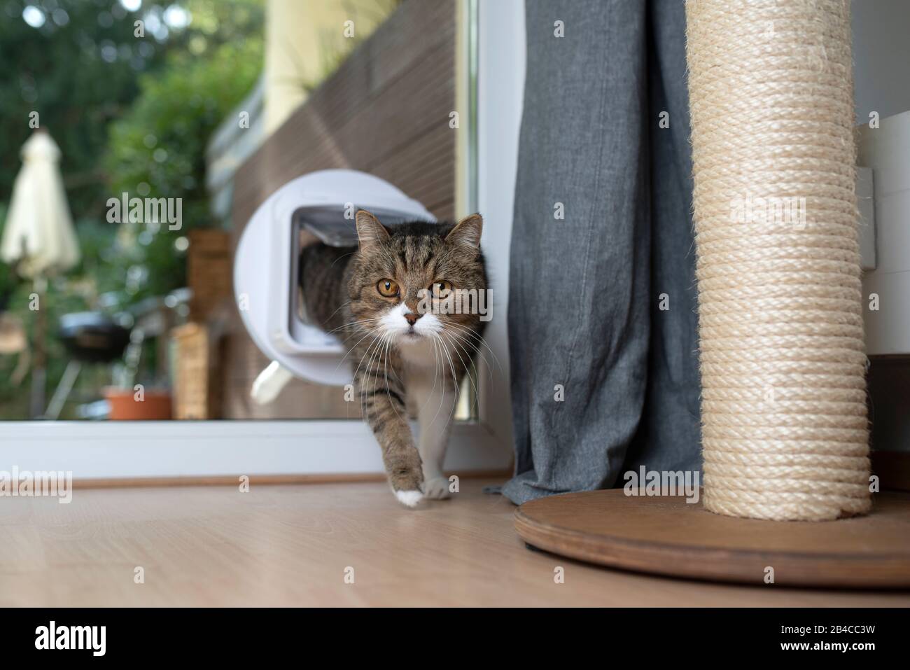 Tabby weiße britische Kurzhaarkatze, die durch Katzenklappe in einem Fenster geht, das fluchtartig neben dem kratzenden Pfosten nach vorne blickt Stockfoto