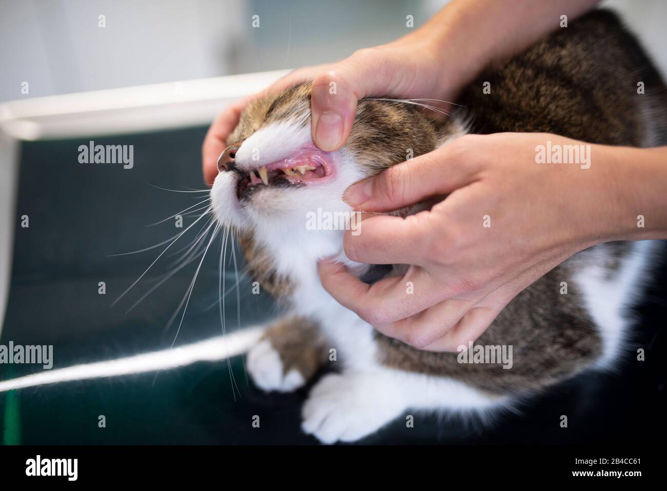 Tabby weiße britische Kurzhaartierzähne beim Tierarzt Stockfoto