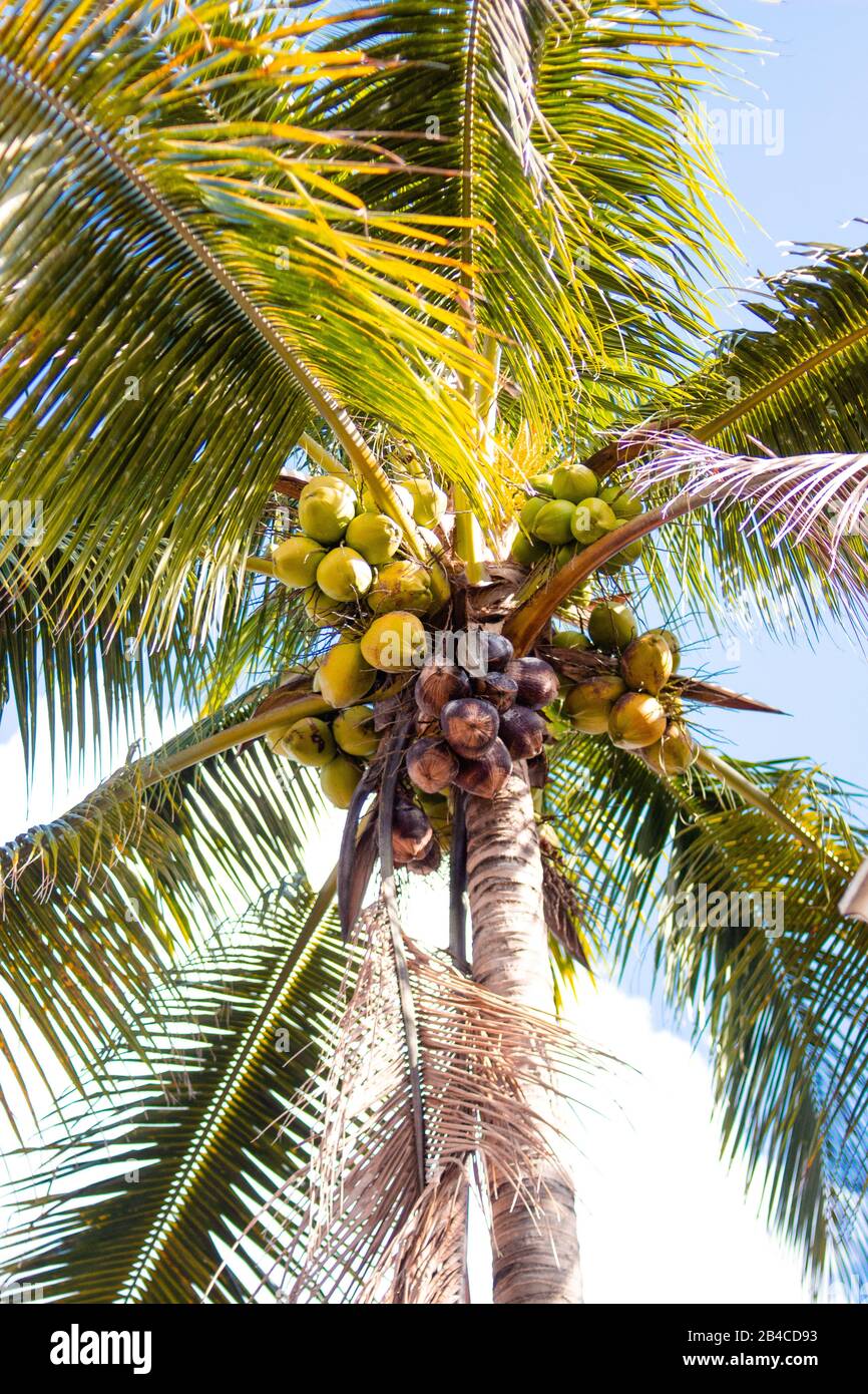 Tropische Träume und Palmen Stockfoto