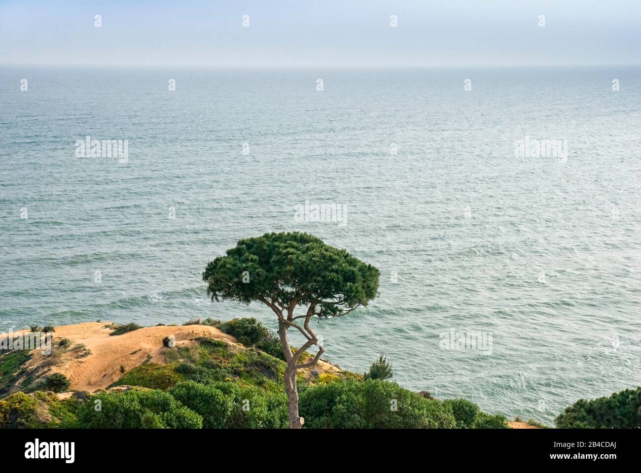 Atemberaubender Meerblick mit einer einzigen Kiefer an der portugiesischen Algarveküste Stockfoto
