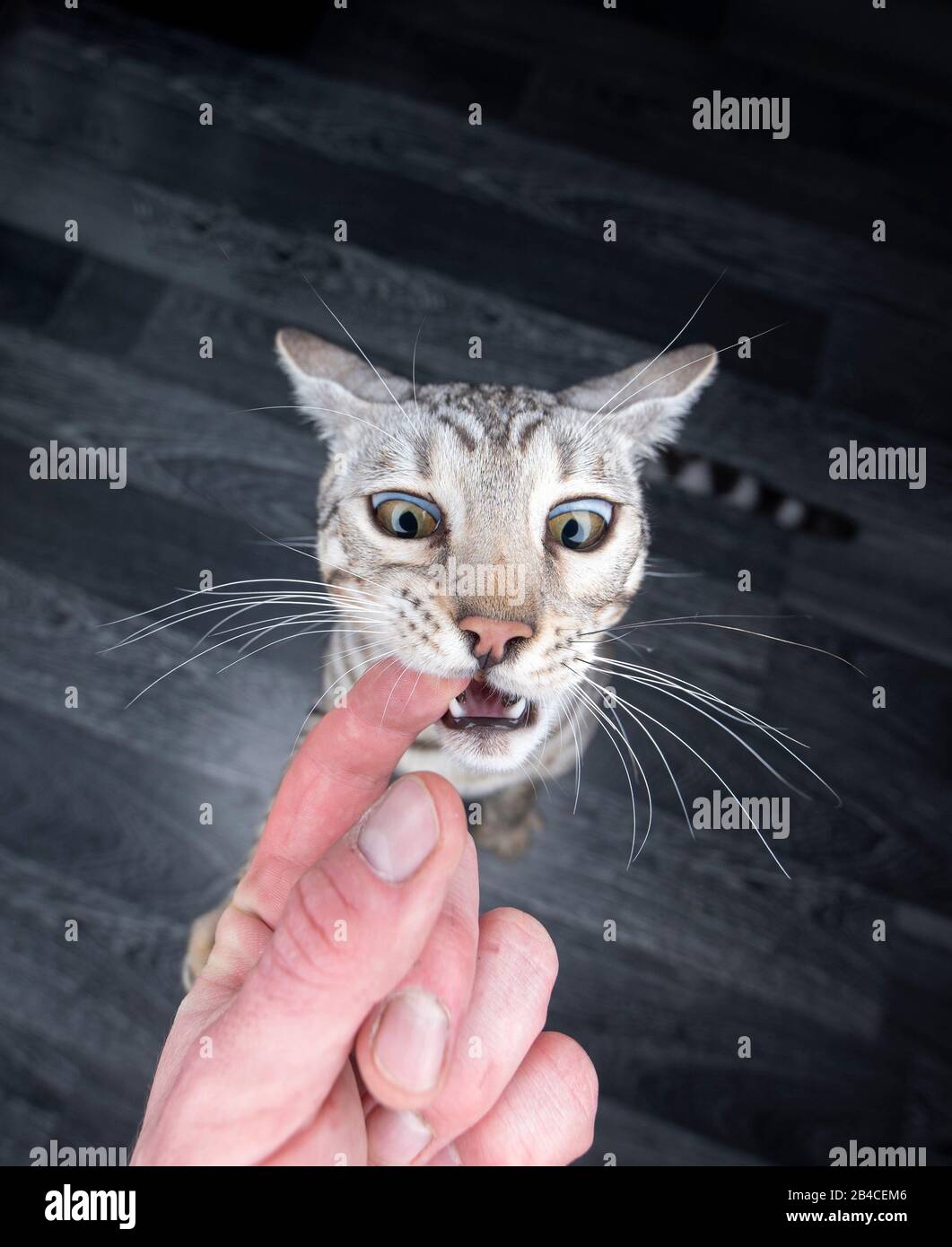 Aggressive junge schwarze silberne Tabby Rosettierte bengalische Katze beißt menschliche Finger betteln um Leckereien mit zurückklappbaren Ohren Stockfoto