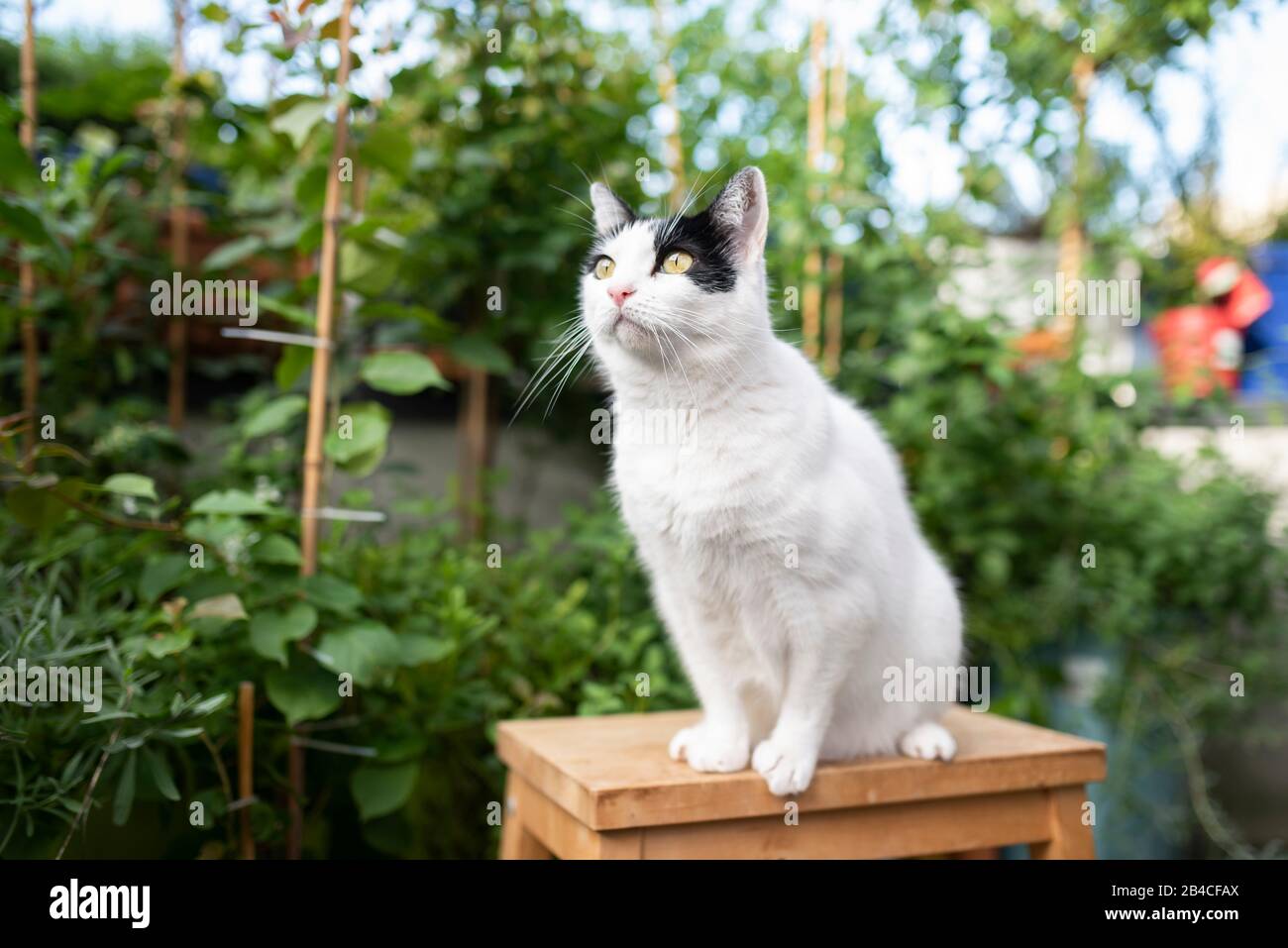 Weiße und schwarze Katze auf Holzhocker draußen auf Balkon vor verschiedenen Pflanzen, die neugierig aufschauen Stockfoto