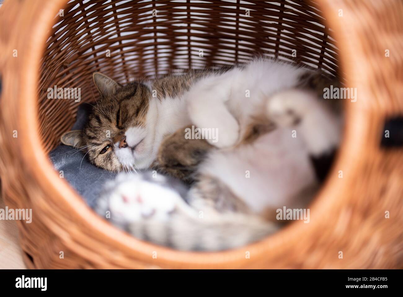 Müde Tabby weiße britische Kurzhaarkatze, die in einem bequemen Korb für Haustierträger liegt und ein Nickerchen nimmt Stockfoto