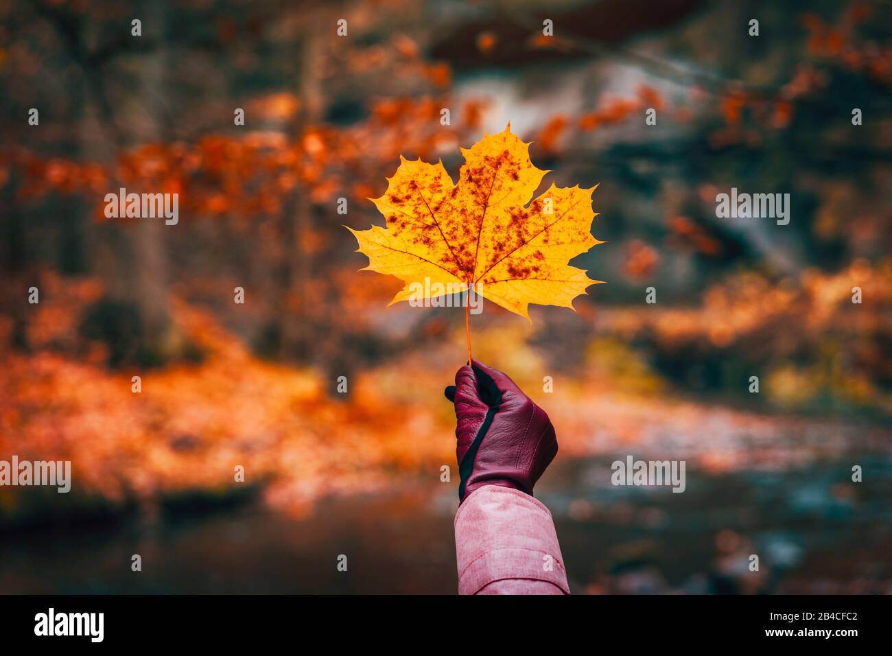 Hand im Handschuh, das ein goldgelbes Ahorn-Blatt gegen einen unscharfen Herbstwald mit Fluss hält. Stockfoto