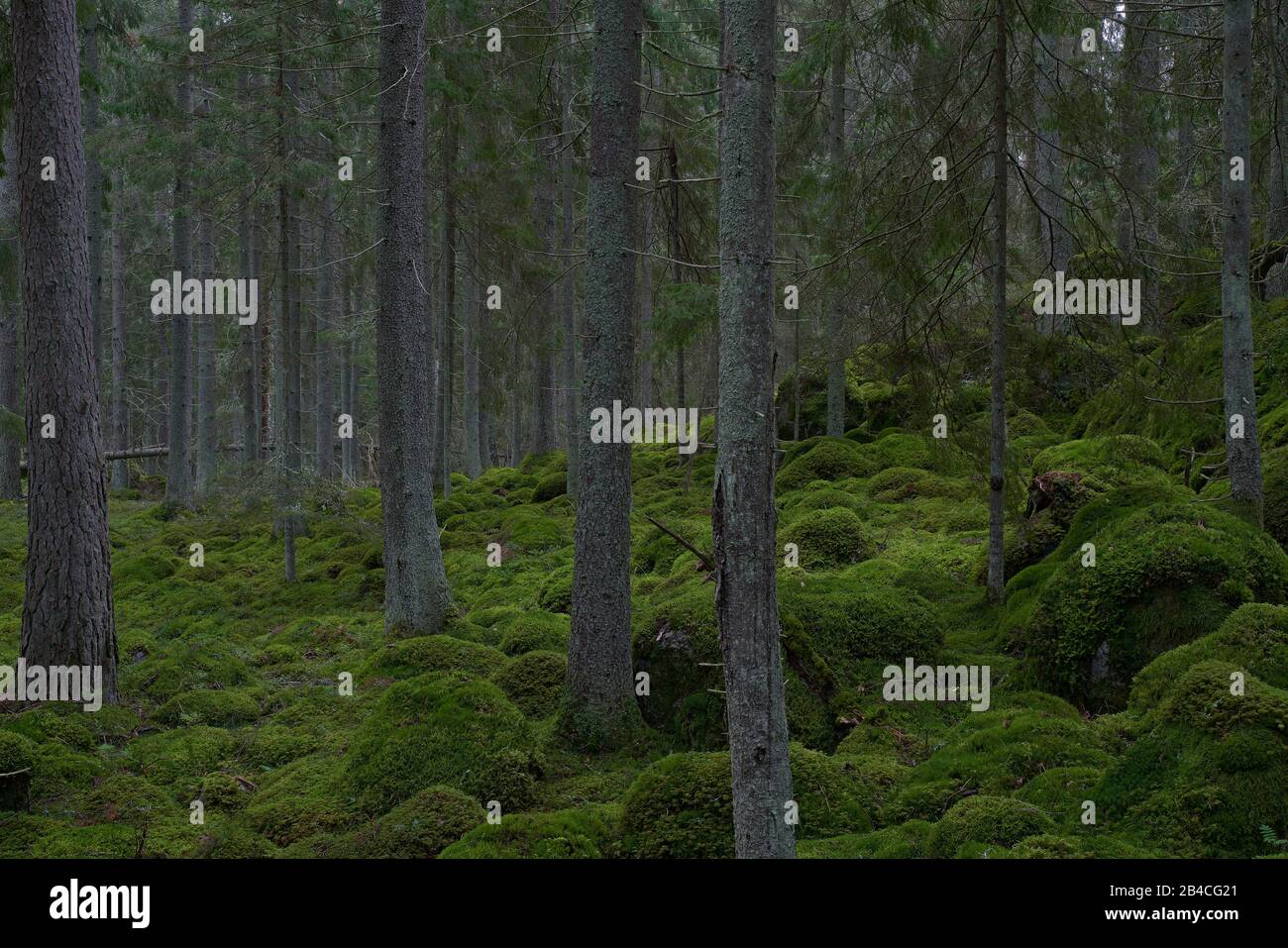 Schweden, SÖDERManland, Fichte Wald mit grünem Moos Stockfoto