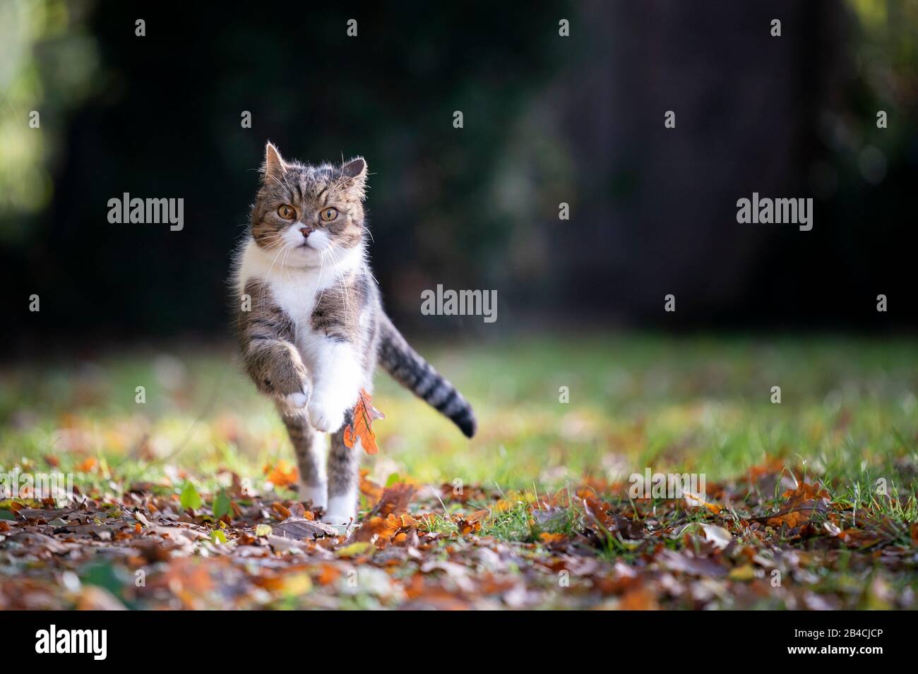 Tabby weiße britische Kurzhaarkatze, die auf Gras in Richtung Kamera läuft und Herbstblätter in der Natur ins Freie blickt Stockfoto