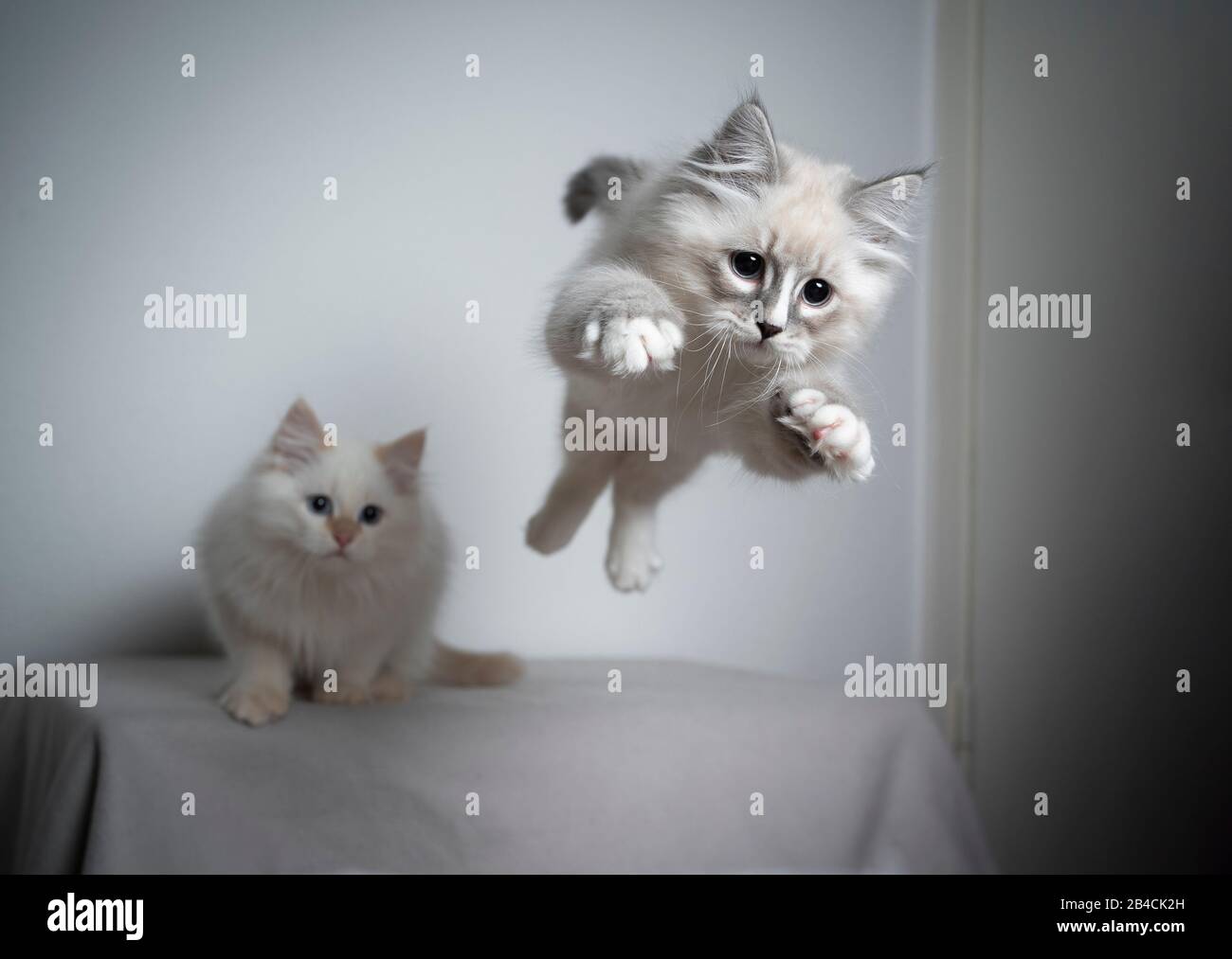 Niedlich verspielt blau silber tabby Punkt weiß ragdoll Kätzchen springen und fliegen in der Luft spielen und nach vorne schauen sehr fokussiert, ein weiteres Kätzchen sieht im Hintergrund Stockfoto