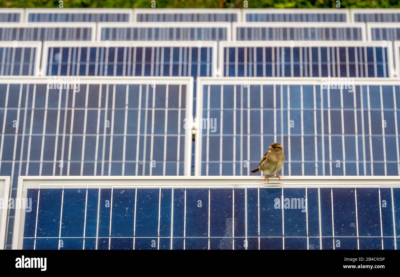 Nachhaltige Energie und Tierwelt. Ein Sparrenvogel, der auf Solarfarmplatten sitzt und deren Umweltverträglichkeit illustriert. Stockfoto