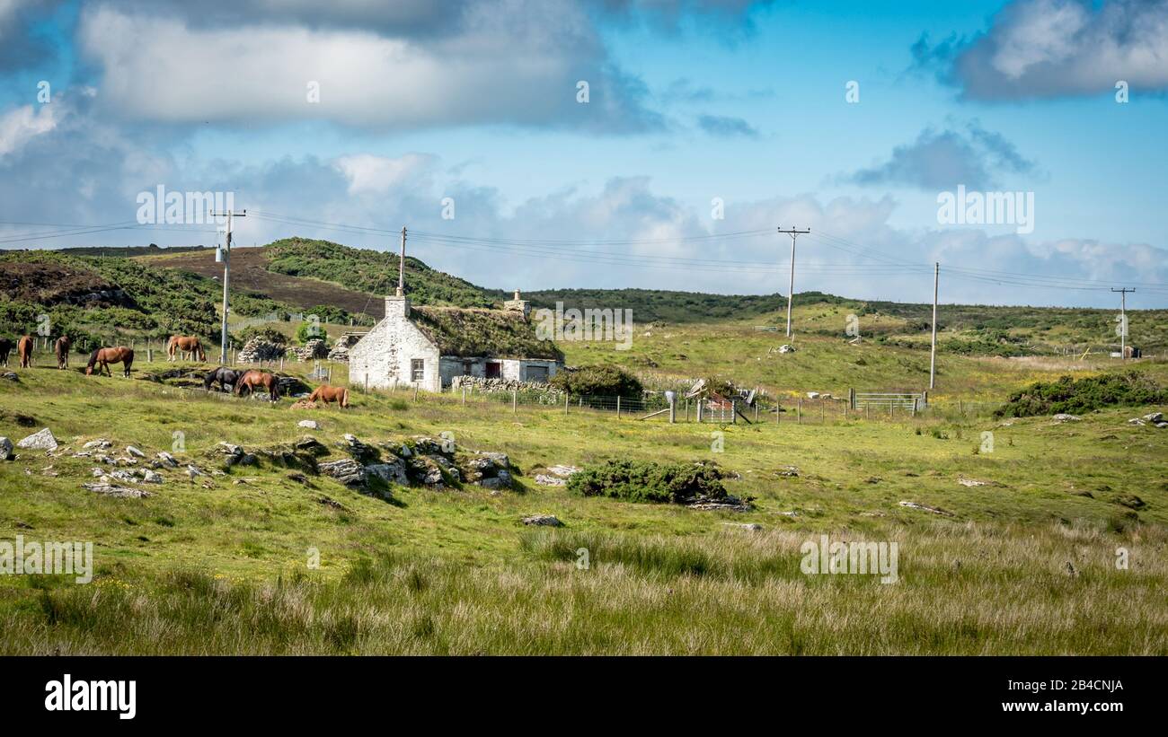 Crofters Cottage, Scottish Highlands. Ein traditionelles Bauernhaus mit Rasendach im ländlichen Schottland mit Pferden, die auf der wilden Heidelandschaft grasen. Stockfoto