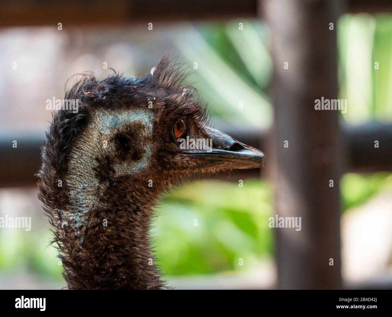 Porträt Nahaufnahme emu-Kopf Stockfoto