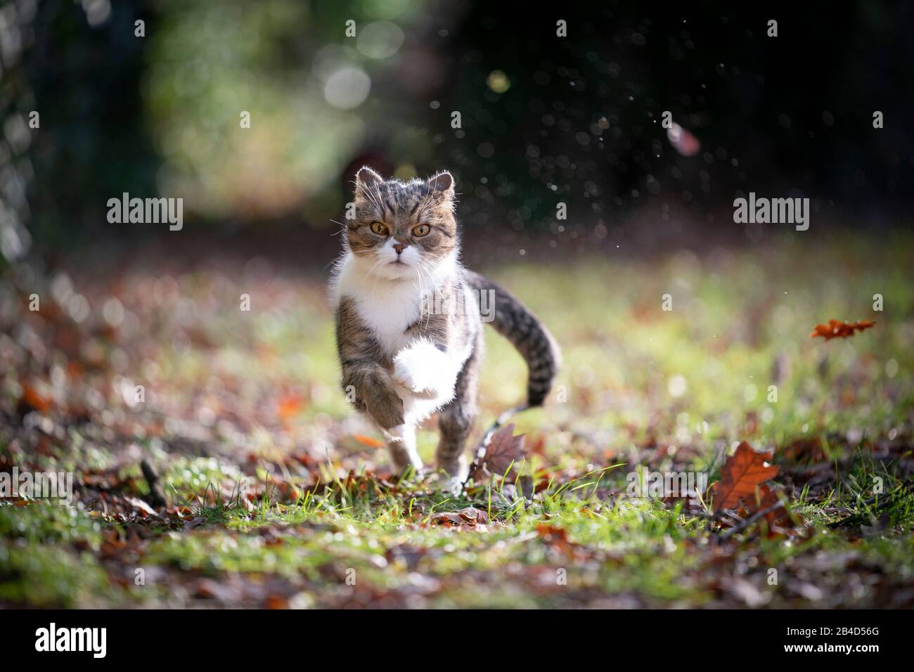 Verspielte Tabby weiße britische Kurzhaarkatze, die in der Natur mit fliegenden Herbstlaub auf die Kamera zuläuft Stockfoto