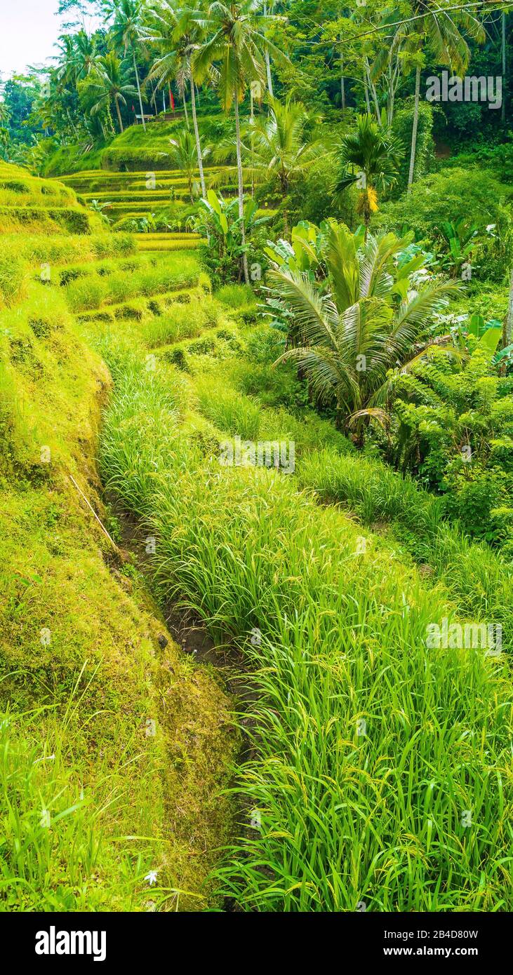 Touristenpfad auf den atemberaubenden Tegalang-Reisereichenfeldern mit schönen Kokospalmen, die auf Kaskaden wachsen, Ubud, Bali, Indonesien. Stockfoto