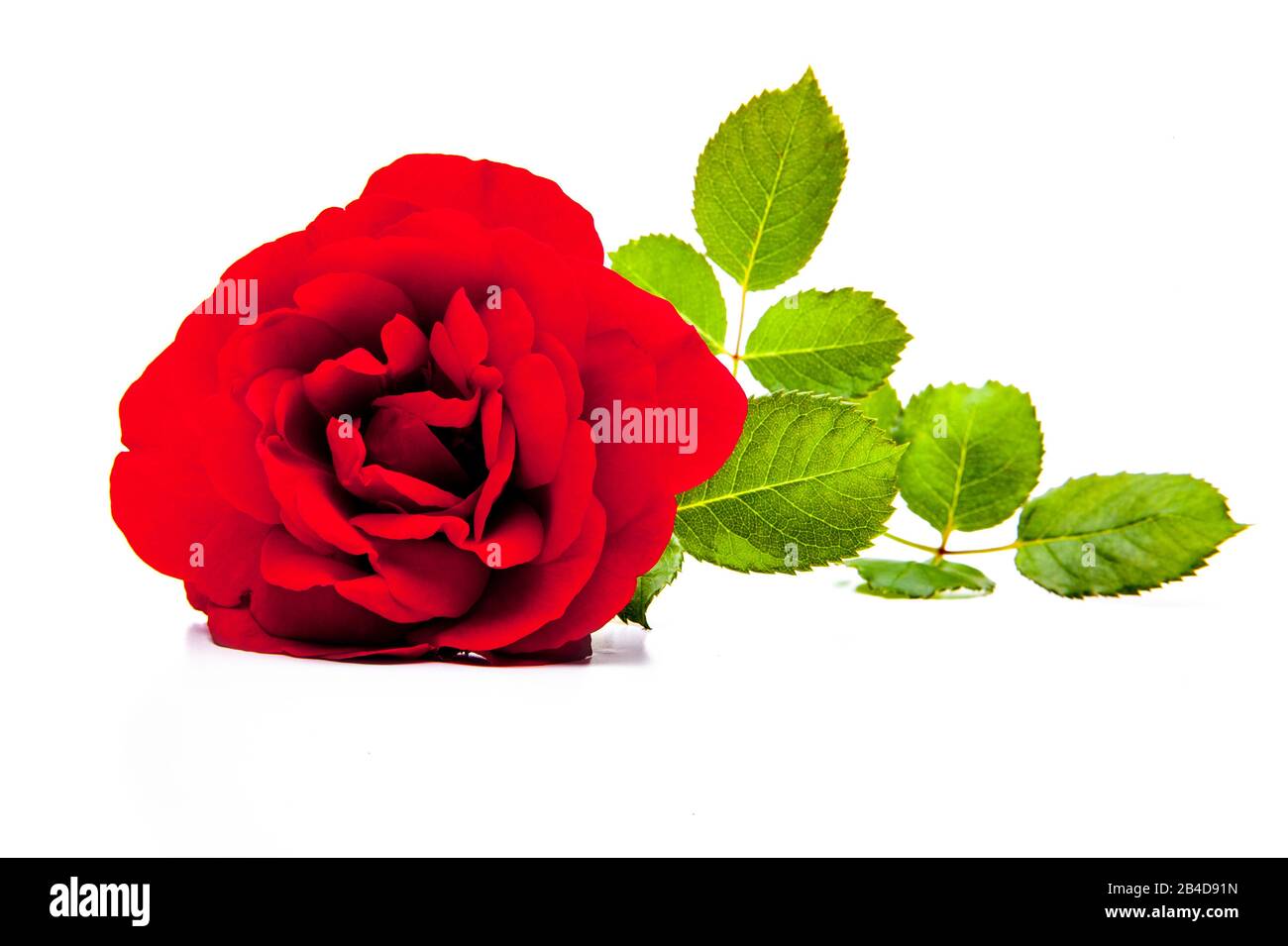 Rote Rose isoliert auf weißem Hintergrund Stockfoto