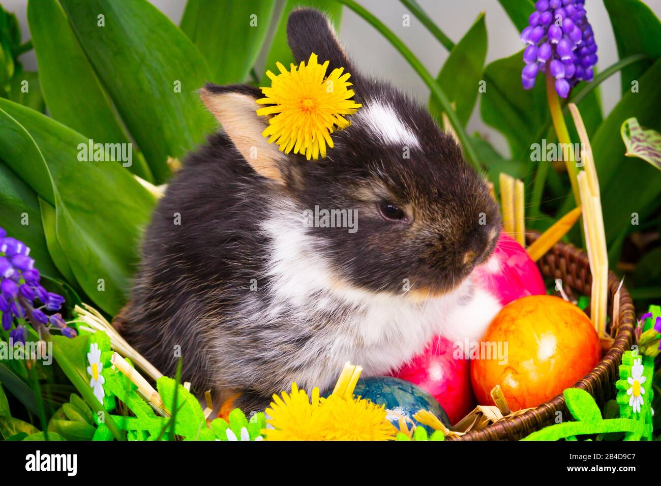Osterhase versteckt sich in Blumen Stockfoto