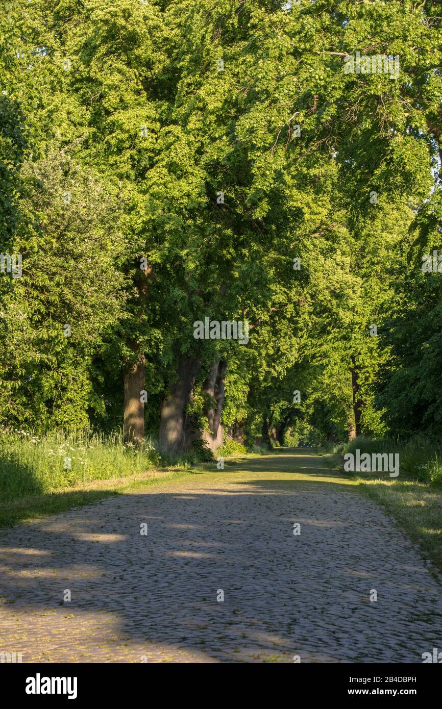 Allee in Mecklenburg-Vorpommern im Sommer Stockfoto