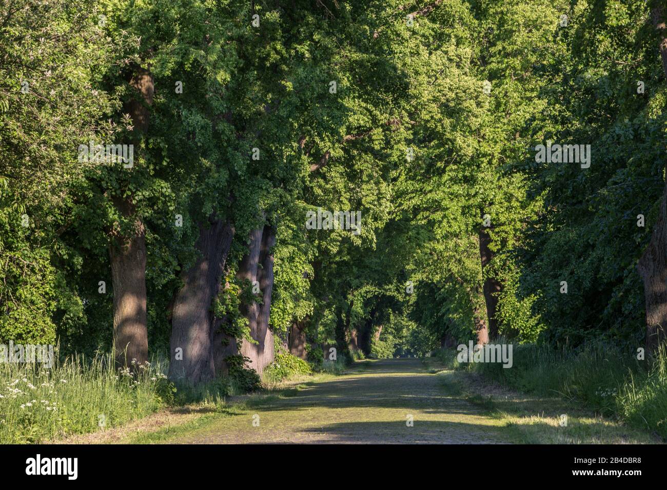 Allee in Mecklenburg-Vorpommern im Sommer Stockfoto