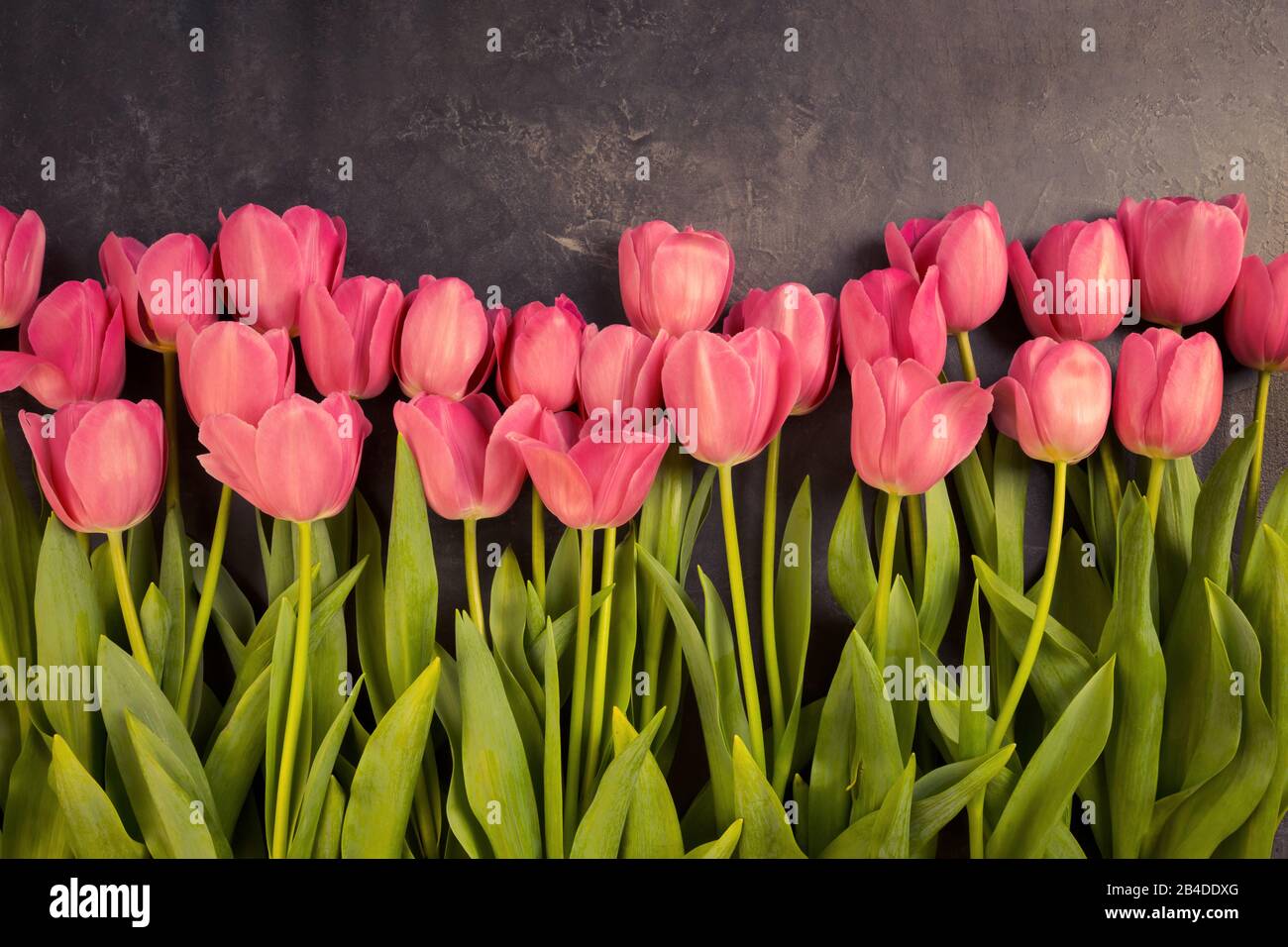 Rosa Tulpen auf dunkelgrauem Grunge Hintergrund. Copyspace. Stockfoto