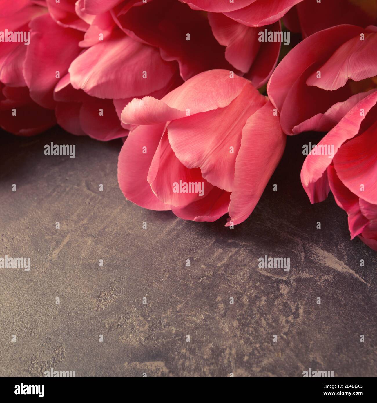 Rosa Tulpen auf dunkelgrauem Grunge Hintergrund. Copyspace. Stockfoto