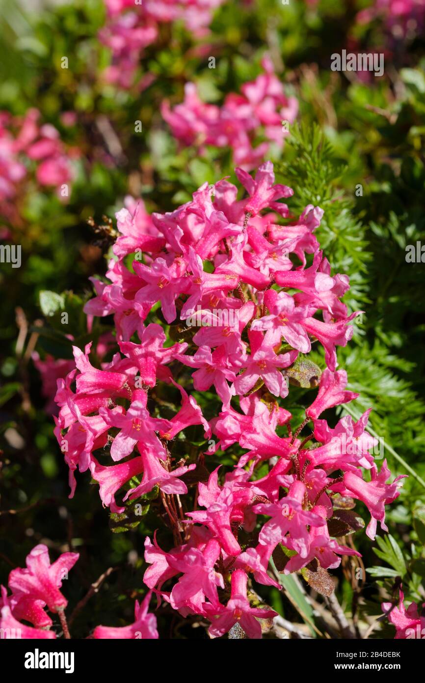 Almrausch, Bewurzerte Alpenrose (Rhodendron hirsutum), Allgaeu-Alpen, Oberes Allgaeu, Allgaeu, Schwaben, Bayern, Deutschland Stockfoto