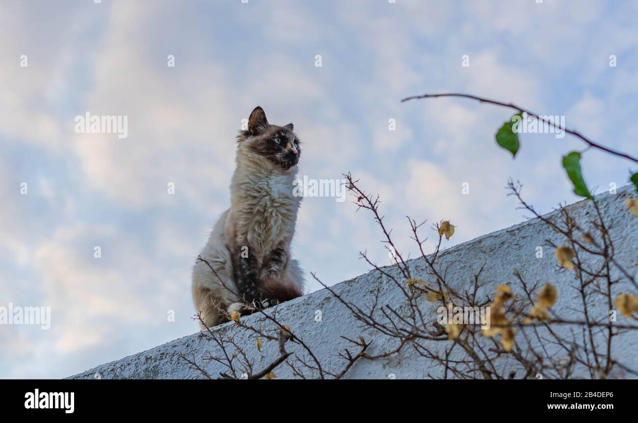 Eine siamesische Katze Hält auf dem Grundstück zu beobachten Stockfoto