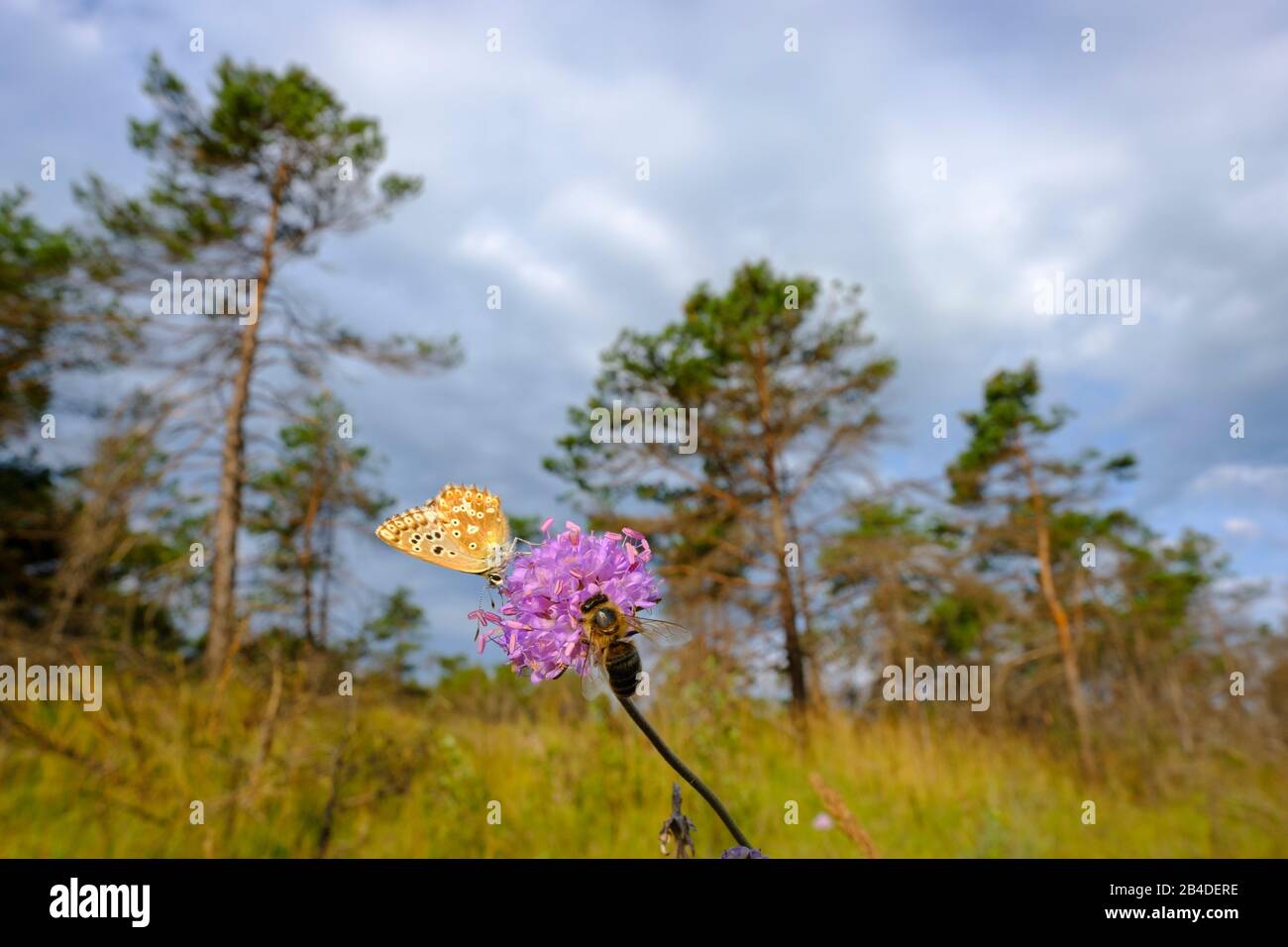 Himmelblau bläulich (Polyommatus bellargus), weiblich und Honigbiene auf Feldwitwenblume (Knautia arvensis), Naturschutzgebiet Isarauen, Oberbayern, Bayern, Deutschland Stockfoto