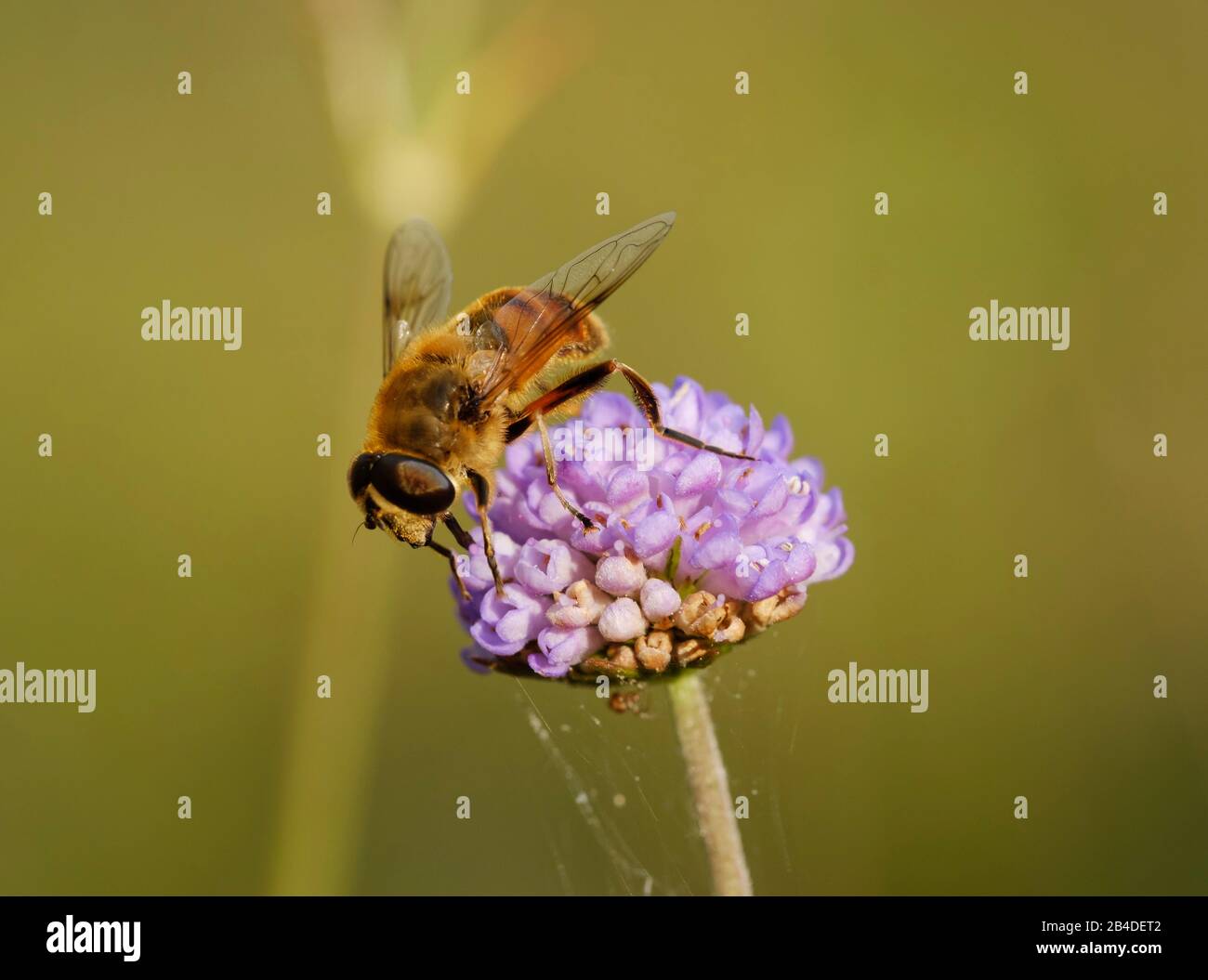 Heckbiene (Enristalis tenax) auf Blüte, Bayern, Deutschland Stockfoto