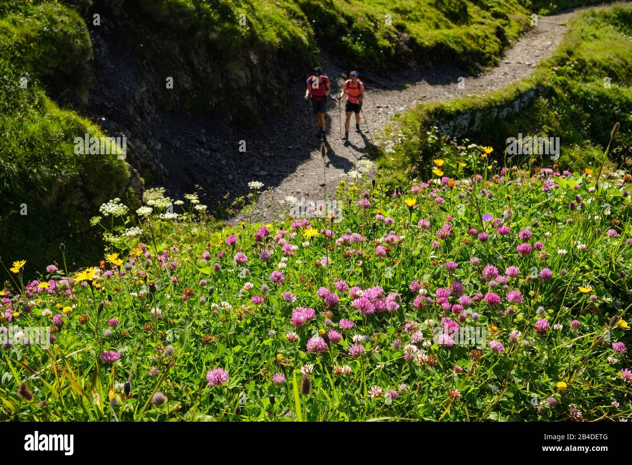 Wanderer bayern alpen blumen Fotos und Bildmaterial in hoher