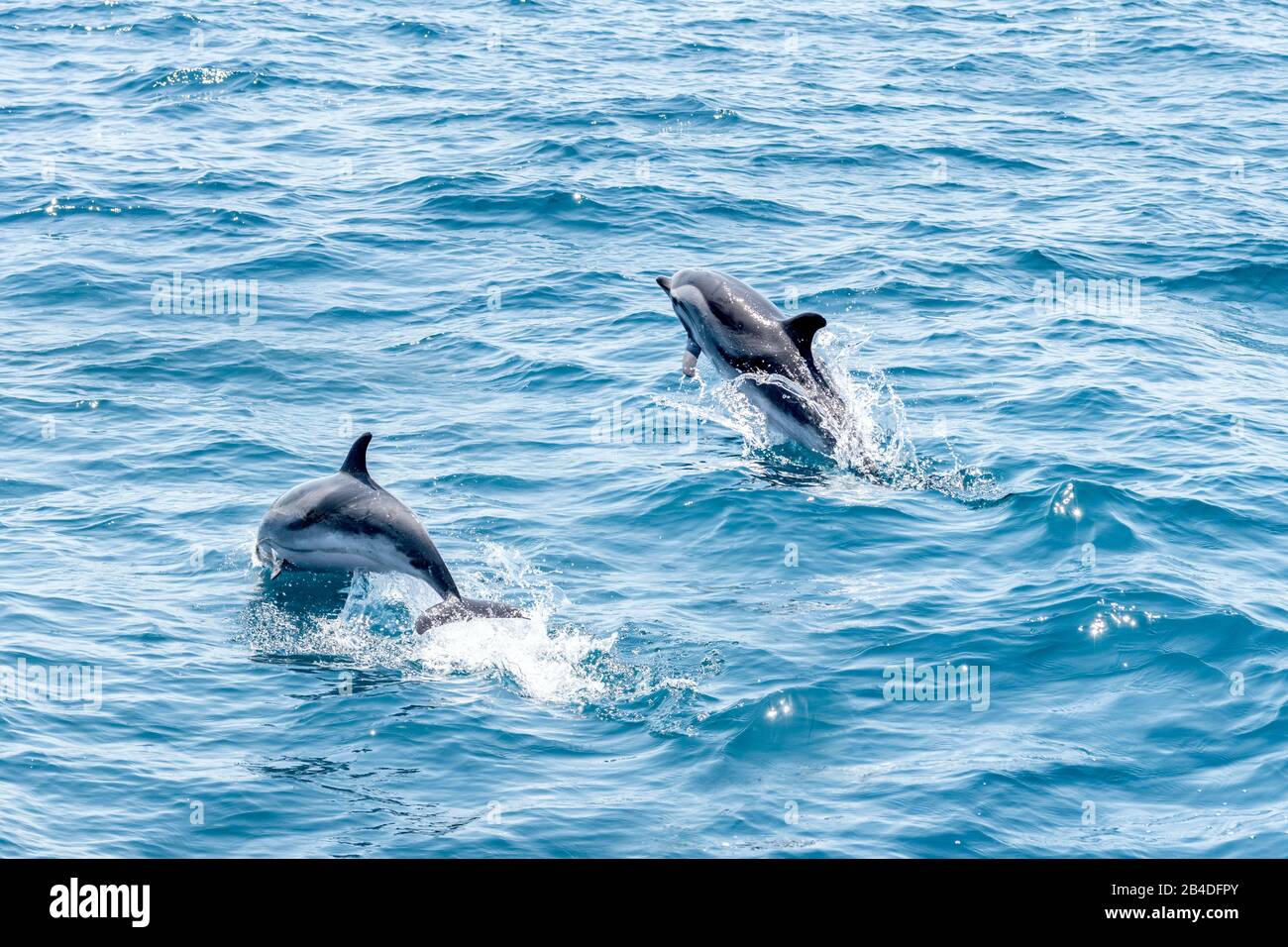 Taranto, Salento, Apulien, Italien, Europa. Blauweiße Delfine im Ionischen Meer vor Apulien Stockfoto