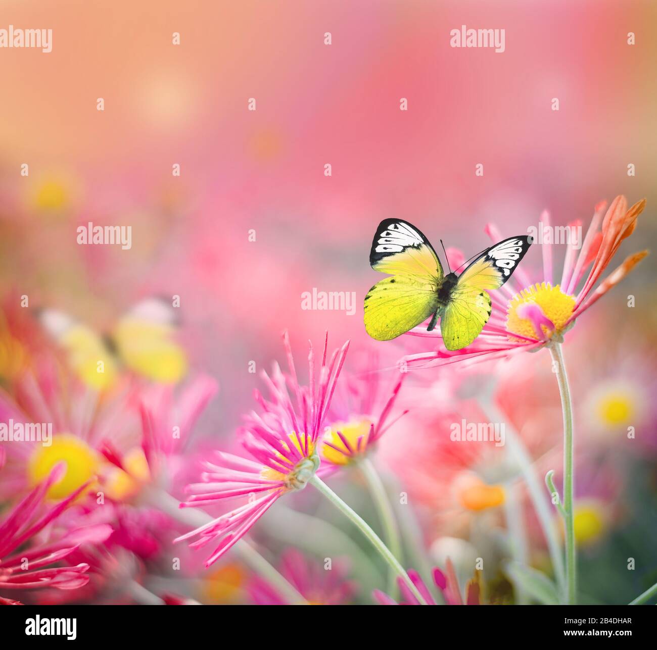 Schöner Schmetterling und schöne Blumen. Sommer Landschaft. Stockfoto